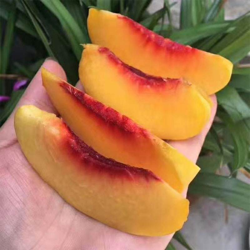 黄桃图片友情链接(黄桃图片ht 04) 黄桃图片友情链接(黄桃图片ht 04)