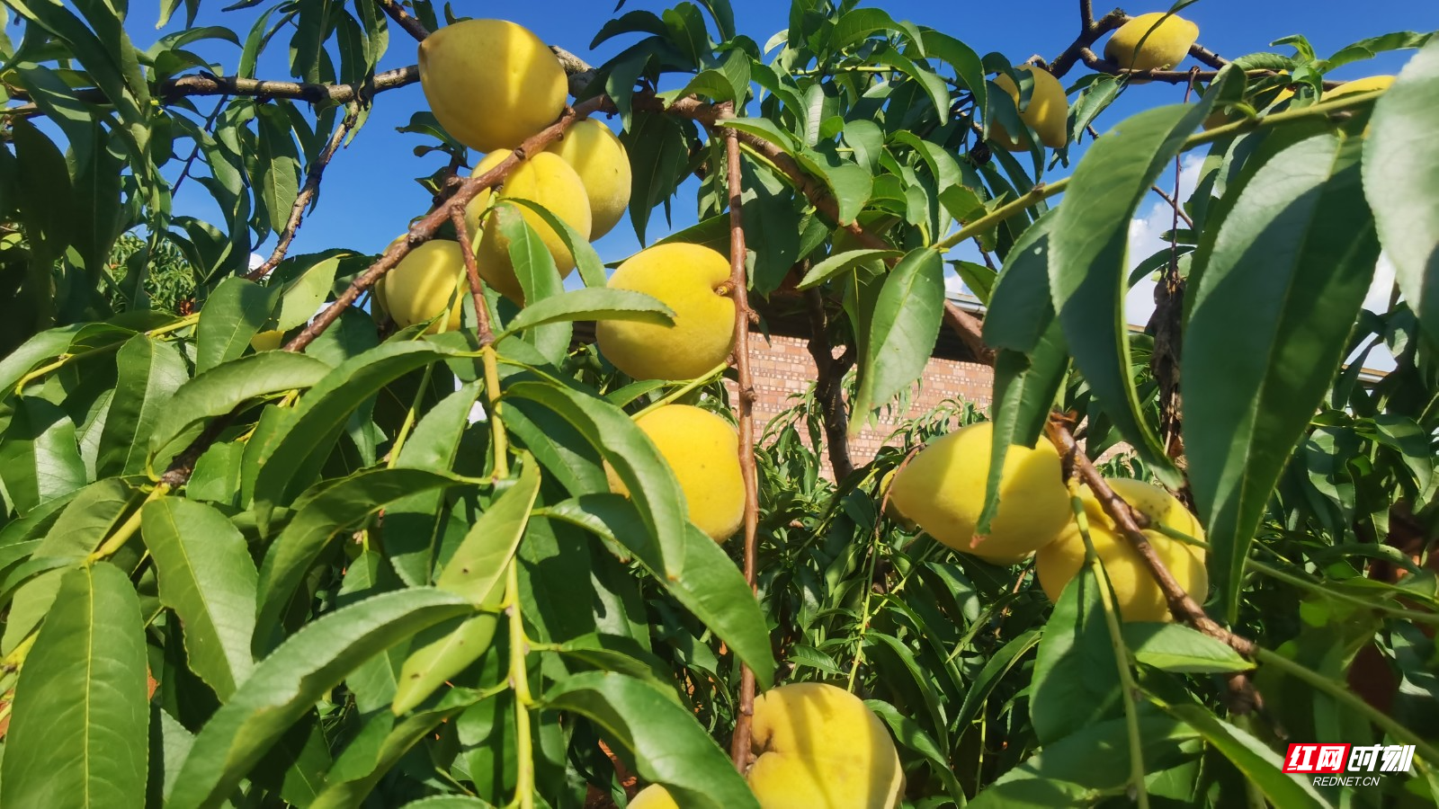 黄桃图片友情链接(黄桃图片ht 04) 黄桃图片友情链接(黄桃图片ht 04)