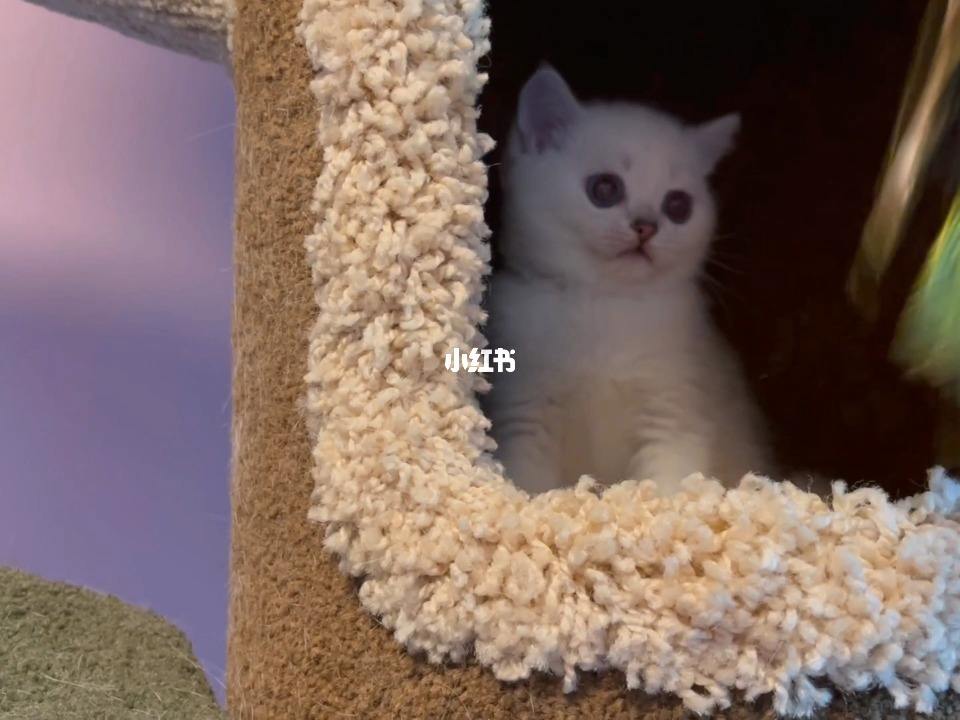 我是成都的wcf注册猫舍 wcf猫舍注册需要多长时间 