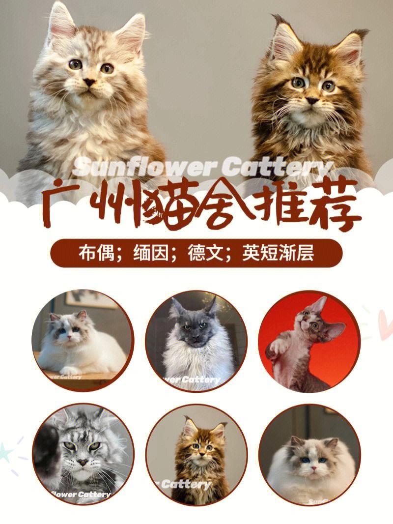 我是成都的wcf注册猫舍 wcf猫舍注册需要多长时间 